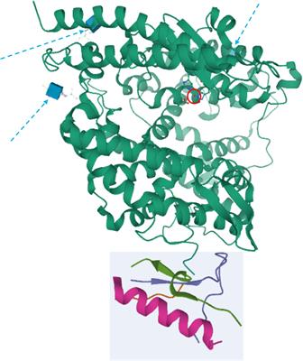 ACE2 in the Era of SARS-CoV-2: Controversies and Novel Perspectives